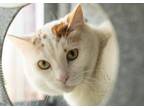 Adopt CESAR a Domestic Short Hair