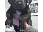 Great Dane Puppy for sale in Howell, NJ, USA