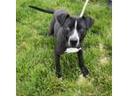 Adopt Dohgi a Pit Bull Terrier, Mixed Breed