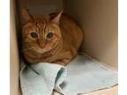 Adopt BISCUIT a Domestic Short Hair