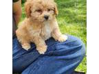 Poodle (Toy) Puppy for sale in Jensen, UT, USA