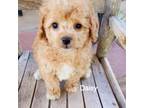 Poodle (Toy) Puppy for sale in Jensen, UT, USA
