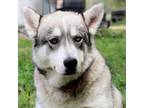 Adopt CT Koda a Husky