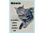 Adopt Howie, Willow Grove PA (FCID 04/12/2024-143) a Tabby