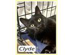 Adopt Clyde, Willow Grove PA (FCID 04/16/2024-104) a Domestic Short Hair