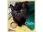 Adopt Clyde, Willow Grove PA (FCID 04/16/2024-104) a Domestic Short Hair