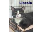 Adopt Lincoln, Willow Grove PA (FCID 04/12/2024-107) a Tuxedo