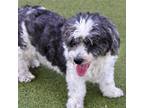 Adopt Mr. Finch a Shih Tzu, Mixed Breed