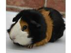 Adopt Gito a Guinea Pig