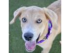 Adopt Beauford a Mixed Breed