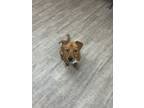 Adopt Waffle a Terrier, Mixed Breed