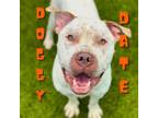 Adopt Brucey a Pit Bull Terrier