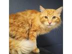 Adopt Marcus a Domestic Medium Hair