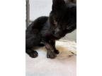 Adopt RUFUS a Domestic Short Hair