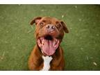 Adopt BOO a Pit Bull Terrier