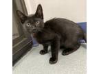 Adopt Charles a Domestic Short Hair