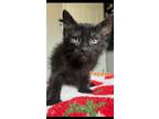 Adopt PAPAYA a Domestic Short Hair