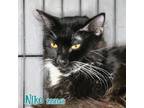 Adopt NIKO a Domestic Short Hair