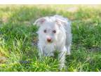 Adopt Frank a West Highland White Terrier / Westie, Mixed Breed