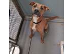 Adopt Hunt 25644 a Mixed Breed
