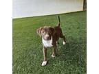Adopt Charming 1536 a Treeing Walker Coonhound, Catahoula Leopard Dog