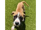 Adopt Dominic a Mixed Breed