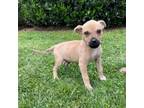Adopt Rocco 20430 a Pit Bull Terrier, Mixed Breed