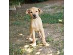 Adopt Quigley 20462 a Mixed Breed