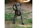Adopt Quincey 20461 a Mastiff, Mixed Breed