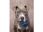 Adopt Goldfish-ADOPTED a Pit Bull Terrier, Mixed Breed