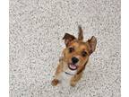 Adopt Biscuit- ADOPTED a Terrier, Mixed Breed