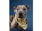 Adopt Trevor a Pit Bull Terrier, Mixed Breed