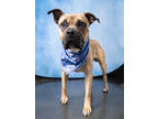 Adopt Echo a Terrier, Mixed Breed