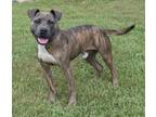 Adopt Robbie a Mixed Breed