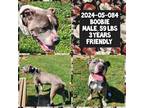 Adopt 2024-05-084 a Pit Bull Terrier
