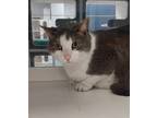Adopt Hoover +(adopted) a Domestic Short Hair