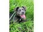 Adopt Belmont a Mixed Breed