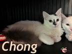 Adopt Chong a Domestic Medium Hair