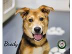 Adopt 24-05-1461 Brody a Shepherd