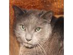 Adopt Ignacio a Domestic Short Hair