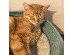 Adopt Red a Domestic Short Hair