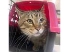 Adopt Bentley a Domestic Short Hair