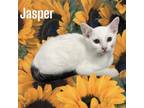 Adopt Jasper a Domestic Medium Hair