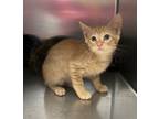 Adopt Liddle Piddles a Domestic Short Hair