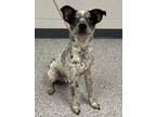 Adopt Canyon a Cattle Dog, Boston Terrier