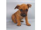 Adopt Kade a Black Mouth Cur, Mixed Breed