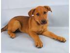 Adopt Link a Labrador Retriever, Mixed Breed