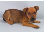 Adopt Kevin a Black Mouth Cur, Mixed Breed