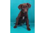 Adopt Coco Bean a Labrador Retriever, Mixed Breed