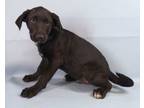 Adopt Lee a Labrador Retriever, Mixed Breed